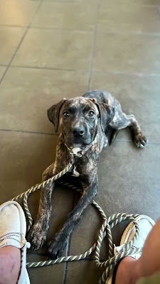 Kit had a vet appointment today for some of her puppy vaccinations. We never miss the opportunit.mp4